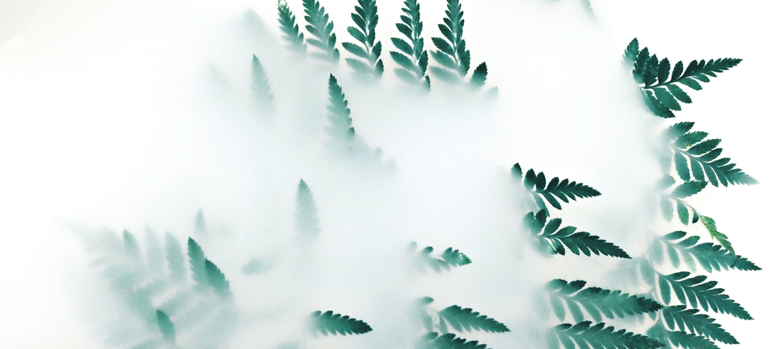 Plant-based Natural FOG Solutions Are Eco Friendly